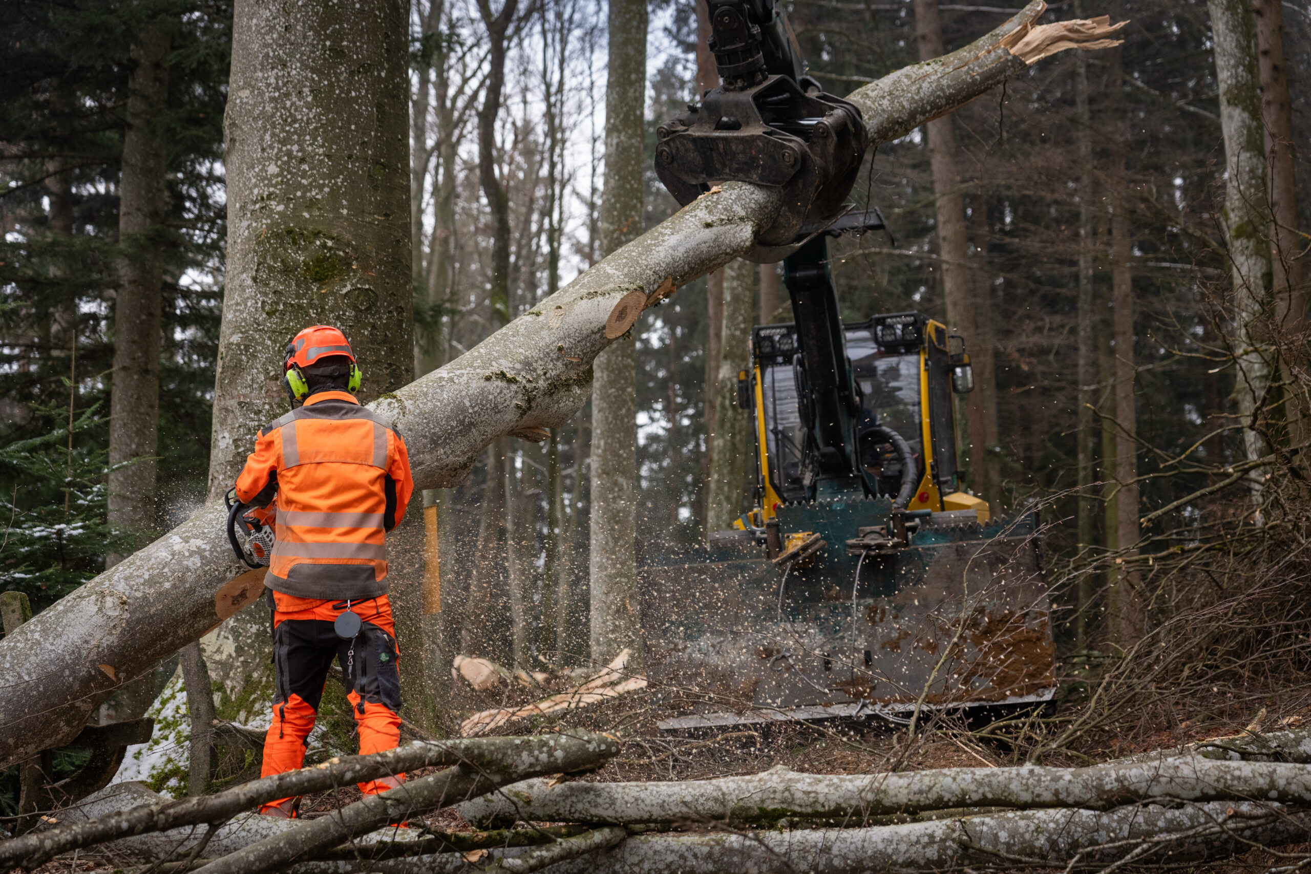Holzschlag 2025